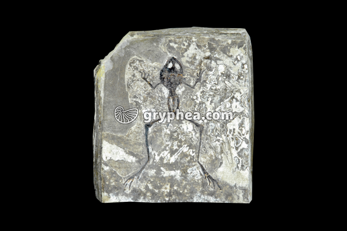 Grenouille fossilisée (Rana basaltica, Miocène, -6,5 Ma, Chine) - gryphea.org